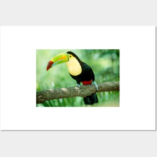 Keel-billed toucan (Ramphastos sulfuratus) in tree (Z888/0001) Posters and Art